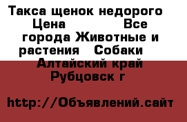 Такса щенок недорого › Цена ­ 15 000 - Все города Животные и растения » Собаки   . Алтайский край,Рубцовск г.